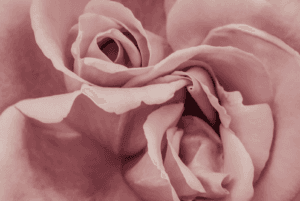 diète de la rose - initiartique - pagat marilyne