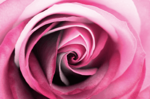diete de la rose - initiartique by marilyne