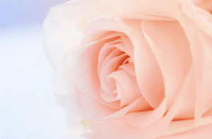 diète de la rose - pagat marilyne